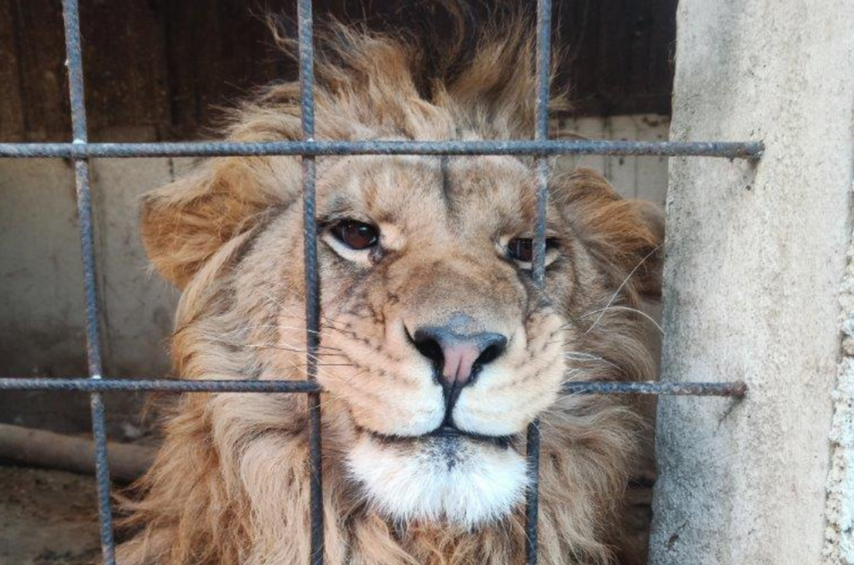 Việc thu thập DNA là một phần quan trọng trong việc hỗ trợ công tác truy tố, vì nó giúp xác nhận loại loài và nguồn gốc hoặc sự phân bố của chúng, làm sáng tỏ các tuyến đường buôn bán mới và các xu hướng vi phạm mới nổi. Ảnh: @interpol.