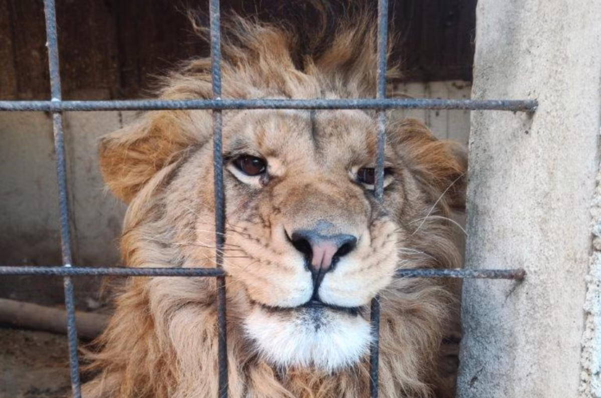 Việc thu thập DNA là một phần quan trọng trong việc hỗ trợ công tác truy tố, vì nó giúp xác nhận loại loài và nguồn gốc hoặc sự phân bố của chúng, làm sáng tỏ các tuyến đường buôn bán mới và các xu hướng vi phạm mới nổi. Ảnh: @interpol.