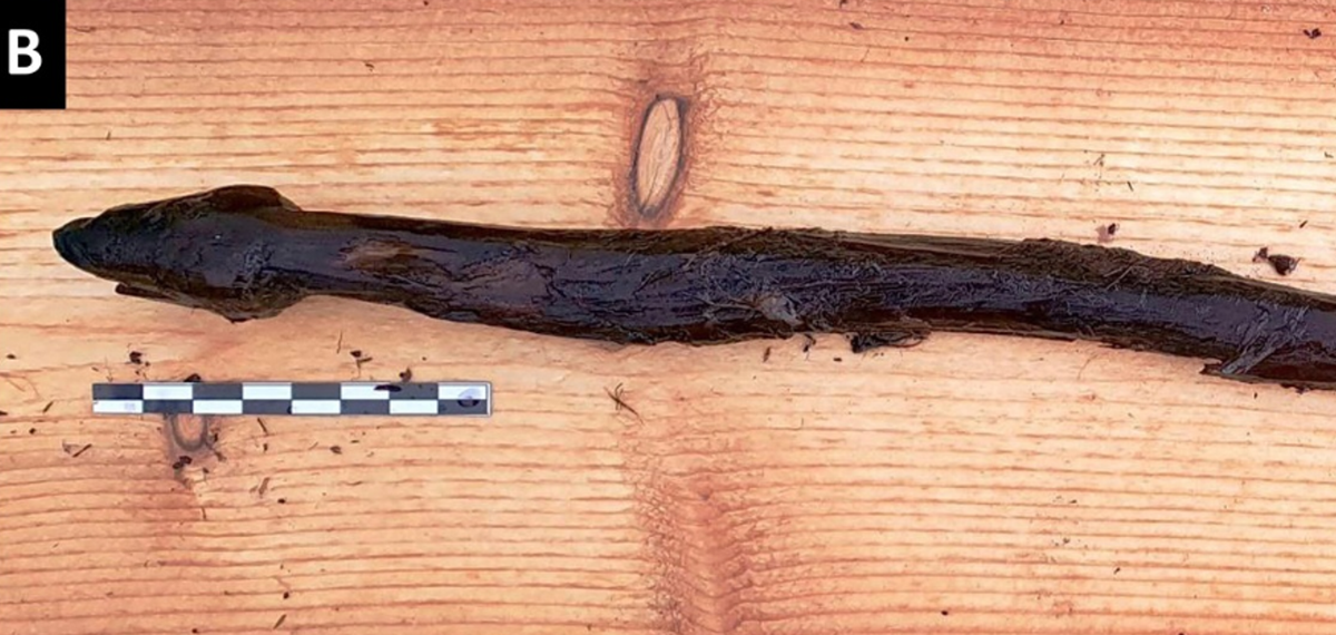 Các chuyên gia khảo cổ nhận định, cây gậy hình rắn này có thể đã được một pháp sư thời kỳ đồ đá mới sử dụng cho mục đích nghi lễ tâm linh có tại khu tiền sử này. Ảnh: @Cơ quan Di sản Phần Lan.