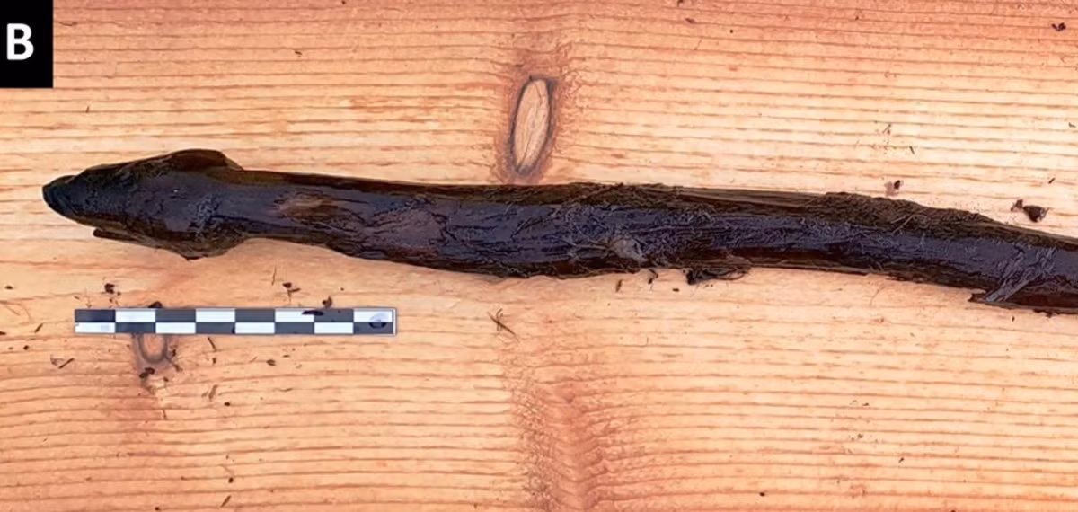 Các chuyên gia khảo cổ nhận định, cây gậy hình rắn này có thể đã được một pháp sư thời kỳ đồ đá mới sử dụng cho mục đích nghi lễ tâm linh có tại khu tiền sử này. Ảnh: @Cơ quan Di sản Phần Lan.