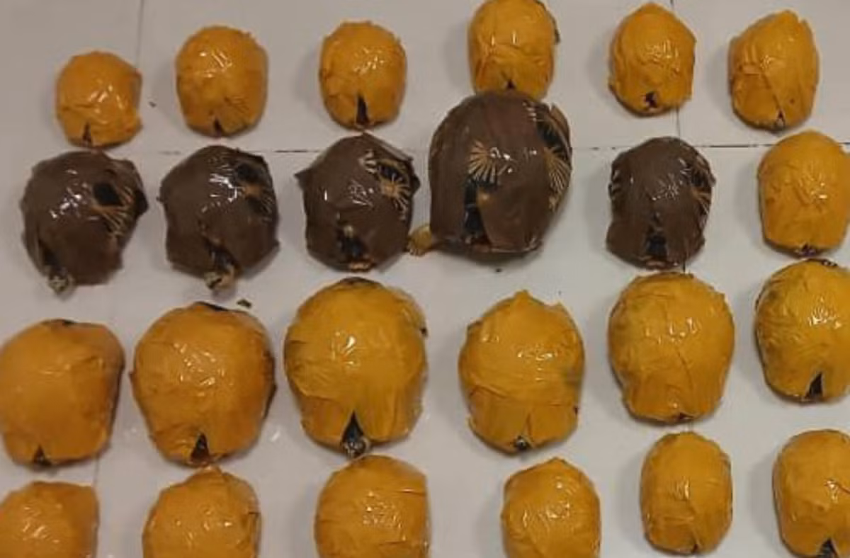 Ngoài các động vật sống, các quốc gia tham gia còn tịch thu hàng trăm nghìn bộ phận và sản phẩm từ động vật được bảo vệ, cây cối, sinh vật biển và động vật chân đốt. Ảnh: @interpol.