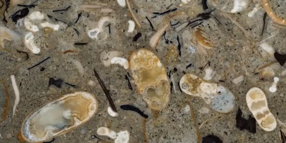 Những hình ảnh thu được sau đó được biên dịch kỹ thuật số để tiết lộ nội dung bên trong của tảng đá phiến ở ba chiều – bao gồm cả các bản tái tạo hóa thạch chứa bên trong ở dạng 3D cực kỳ chi tiết. Ảnh: @Shin Ikegami.