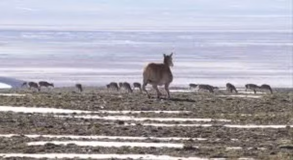 Nằm ở độ cao gần 5.000 mét trên cao nguyên Thanh Tạng, Trung Quốc, Khả Khả Tây Lý là một vùng đất gần như không có dấu chân người. Chính sự khắc nghiệt và hoang sơ này đã biến nơi đây thành một vương quốc thực sự cho các loài động vật hoang dã, đặc biệt là linh dương Tây Tạng. Hàng năm, từ tháng 5 đến tháng 8, hàng ngàn con linh dương từ khắp các vùng lân cận lại thực hiện cuộc hành trình di cư vĩ đại, vượt qua muôn vàn gian khó để trở về hồ Trác Nãi, nơi chúng sinh ra những thế hệ tiếp theo.