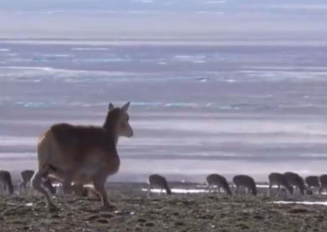 Những robot như Jueying X30 với khả năng chịu đựng thời tiết khắc nghiệt, mang vác vật nặng và tự thiết lập mạng lưới liên lạc, sẽ trở thành những đồng nghiệp đắc lực.