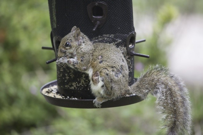 View - Sóc "thây ma" đầy mụn mủ gieo rắc nỗi sợ hãi khắp Bắc Mỹ | Báo Tri thức và Cuộc sống - TIN TỨC PHỔ BIẾN KIẾN THỨC 24H