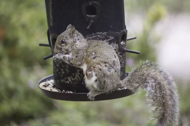 Giả thuyết thứ nhất là bệnh đậu mùa ở sóc (Squirrel Pox). Đây là một căn bệnh do virus pox gây ra, thường thấy nhất ở loài sóc đỏ Mỹ. Virus này gây ra các khối u trên da, đặc biệt là quanh mắt, mũi và miệng. Trong những trường hợp nghiêm trọng, các khối u có thể phát triển lớn đến mức cản trở thị lực và khả năng ăn uống của con vật, dẫn đến cái chết từ từ.