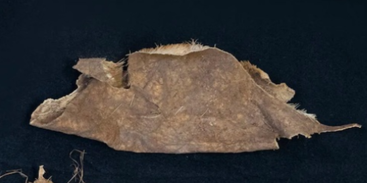 Hiện vật khác được tìm thấy tại địa điểm này bao gồm một tấm da động vật được bảo quản cực kỳ tốt. Ảnh: @Đại học Kansas.