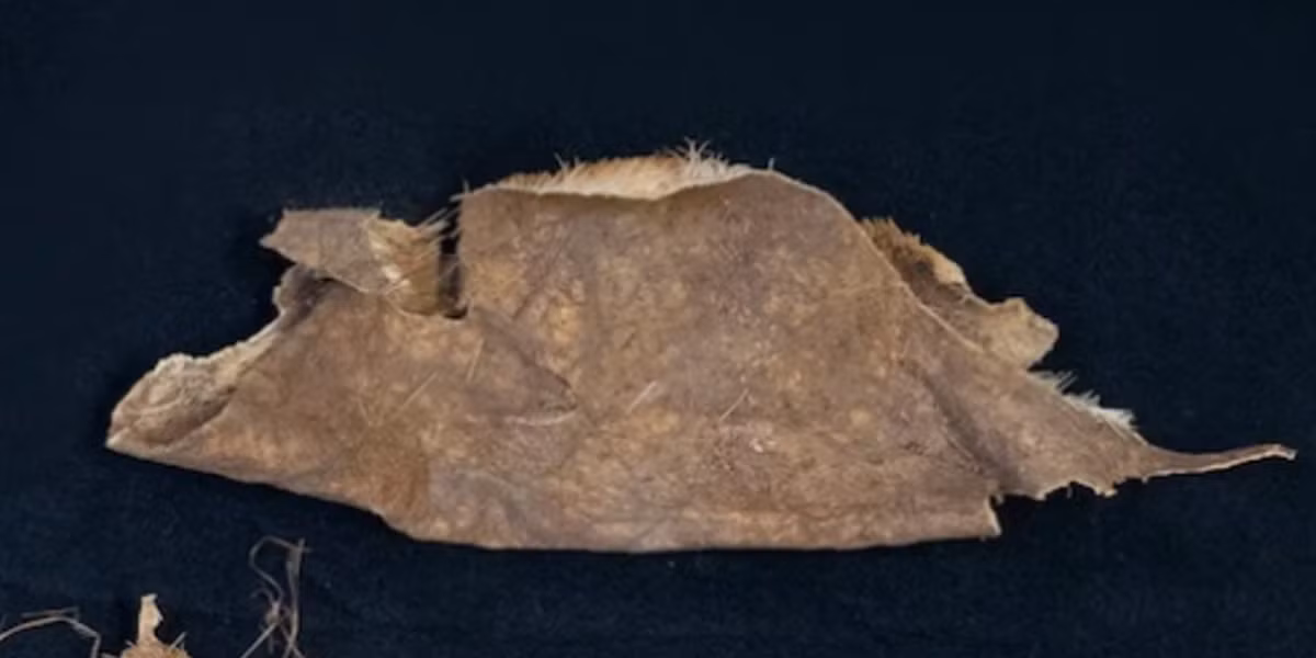 Hiện vật khác được tìm thấy tại địa điểm này bao gồm một tấm da động vật được bảo quản cực kỳ tốt. Ảnh: @Đại học Kansas.