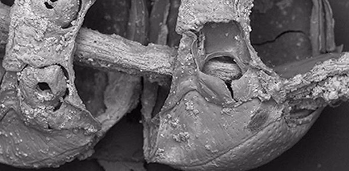 Nhìn chung, hiện vật bắt mắt này trông có vẻ kỳ lạ. Ảnh: @Bảo Tàng Quốc Gia Ba Lan.