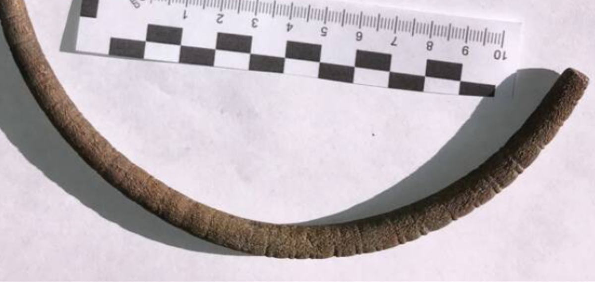 Không có chiếc vòng cổ nào khác được tìm thấy trong cùng khu vực có niên đại tầm cỡ này. Ảnh: @Văn phòng Bảo vệ Di tích Tỉnh Elk.