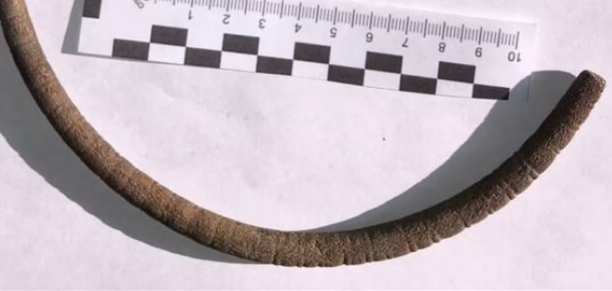 Không có chiếc vòng cổ nào khác được tìm thấy trong cùng khu vực có niên đại tầm cỡ này. Ảnh: @Văn phòng Bảo vệ Di tích Tỉnh Elk.