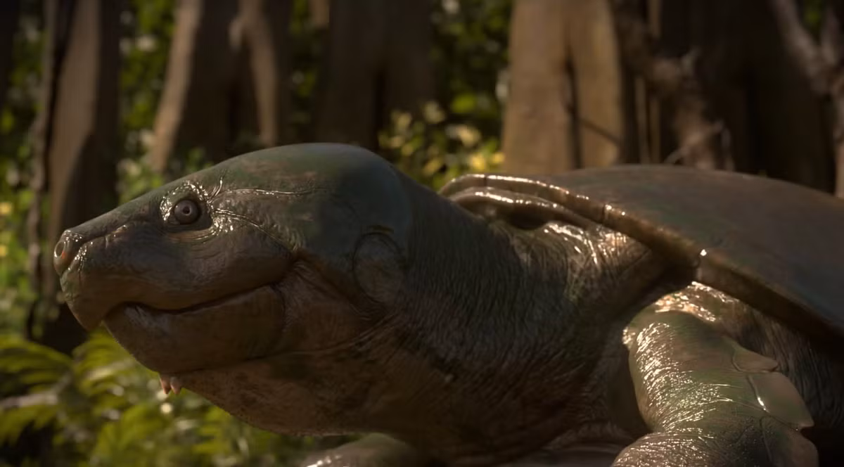 Để so sánh thì với chiều dài mai tối đa là 1,4 mét, rùa mai mềm đầu hẹp châu Á (Chitra chitra) cùng với rùa sông Nam Mỹ (Podocnemis expansa) dài khoảng 1,1 mét là một số loài rùa nước ngọt lớn nhất còn sống hiện nay. Ảnh: @Đại học Tübingen.