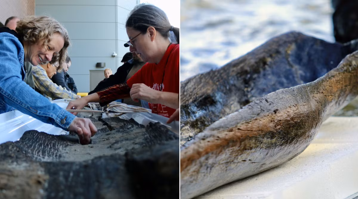 Những chiếc thuyền độc mộc có thể đã được cố tình đánh chìm để giữ cho thân thuyền không bị khô hoặc nứt trong những mùa đông khắc nghiệt. Ảnh: @Hiệp hội Lịch sử Wisconsin.