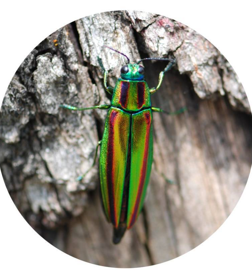 Vào thời Vương quốc Silla, cánh bọ cánh cứng quý giá được coi là có giá trị do màu xanh ngọc lục bảo của chúng. Ảnh: @Cơ quan Di sản Hàn Quốc.