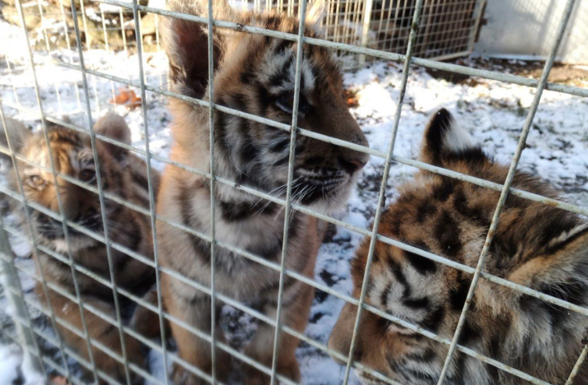 Thậm chí, các chuyên gia pháp y về động vật hoang dã đã thu thập mẫu DNA trước khi chuyển các động vật này đến các trung tâm bảo tồn tạm thời, nơi sức khỏe của chúng được đánh giá trong khi chờ hồi hương hoặc phục hồi theo khuôn khổ quốc gia và các giao thức trao trả hợp pháp. Ảnh: @interpol.