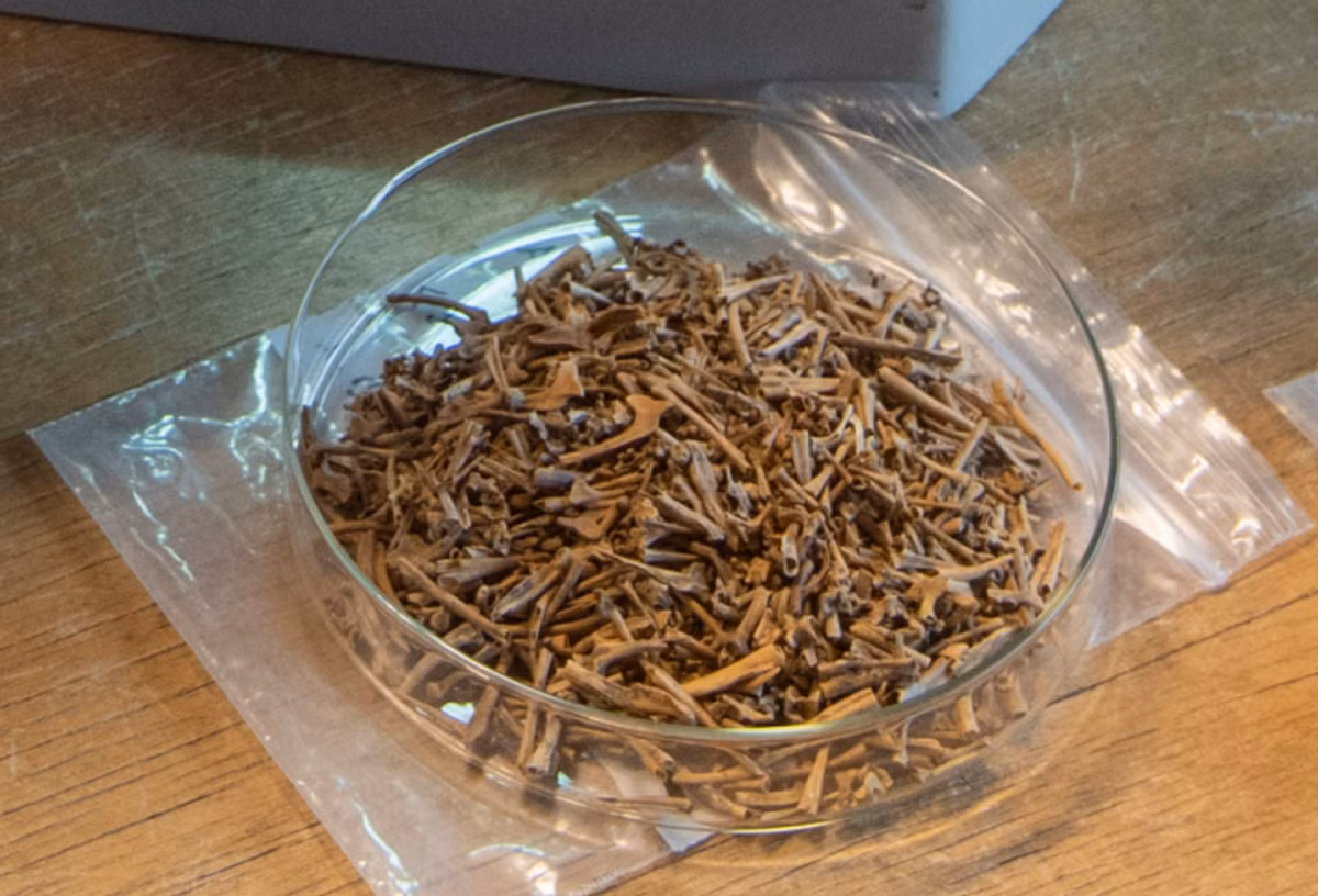 Lý giải về nguồn gốc số xương ếch này, ban đầu, có người cho rằng, chúng là kết quả của một bữa tiệc linh đình, với sở thích ăn thịt ếch. Các nhà khảo cổ học cho biết, mặc dù có bằng chứng về việc tiêu thụ động vật lưỡng cư ở Anh từ Thời Kỳ Đồ Sắt, nhưng những chiếc xương này không có vết cắt hay vết cháy. Ảnh: @Bảo tàng Khảo cổ học London.