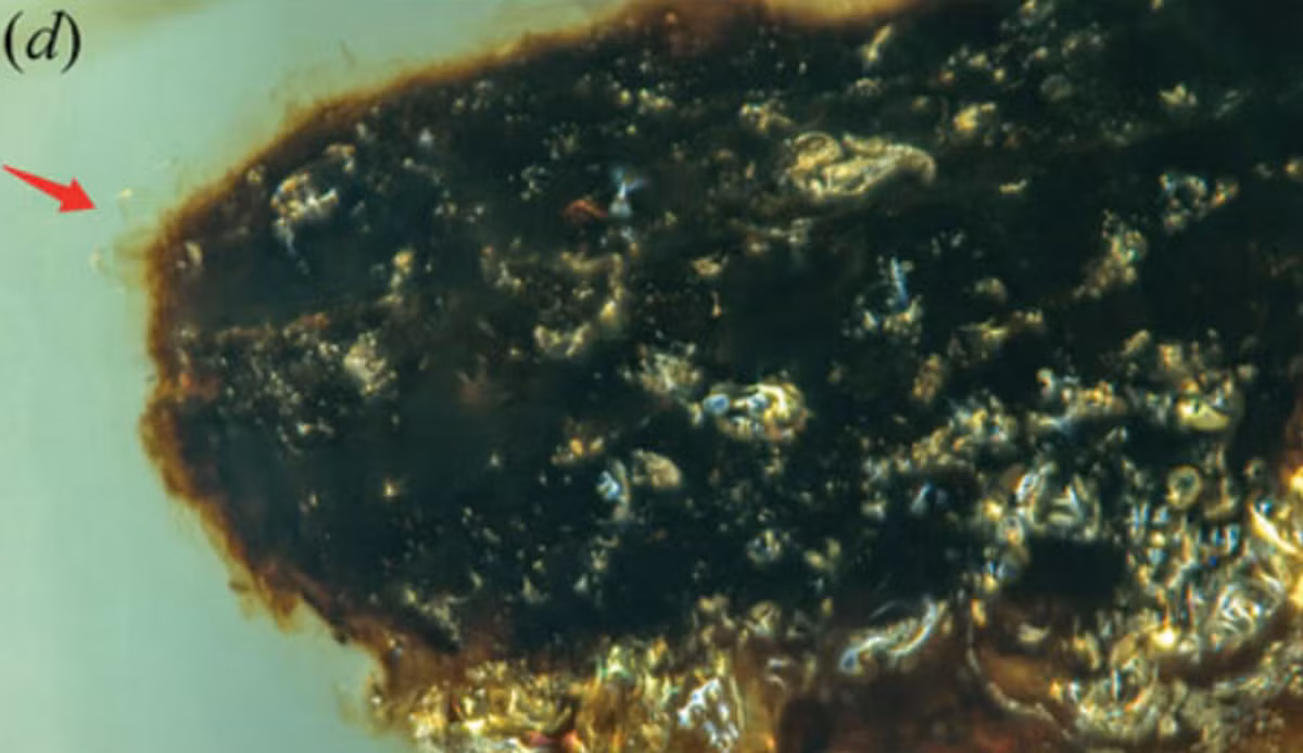 Theo Giáo sư Edmund Jarzembowski, hai loài nấm ký sinh Paleoophiocordyceps gerontoformicae và Paleoophiocordyceps ironomyiae, bắt đầu bằng một bào tử tiếp xúc với vật chủ thích hợp, bắt đầu nảy mầm và xuyên qua các lớp biểu bì thông qua quá trình thủy phân bằng enzym, đến khoang cơ thể côn trùng. Sau khi xâm nhập vào cơ thể côn trùng, nấm (ở giai đoạn này là các tế bào giống như nấm men) sẽ sinh sôi bằng cách nảy chồi và tiêu thụ chất dinh dưỡng từ bên trong cơ thể côn trùng. Ảnh: @Viện Địa chất và Cổ sinh vật học Nam Kinh.