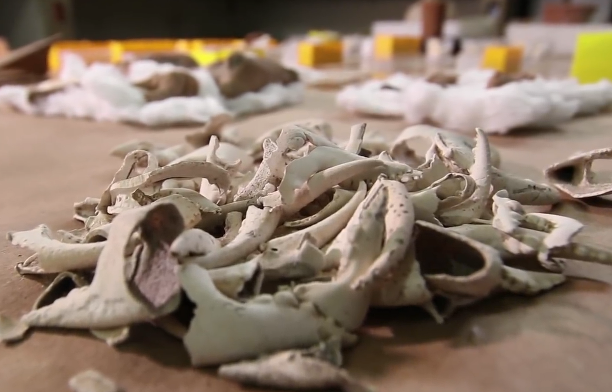 Bên cạnh mặt nạ này, các chuyên gia còn tìm thấy các tượng nhỏ bằng gốm, đồ gốm, mảnh xương chạm khắc, mảnh ngọc bích, đá lửa, xà cừ và đá obsidian, cùng với xương động vật. Ảnh: @Viện Nhân chủng học và Lịch sử Quốc gia Mexico.