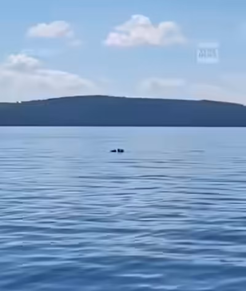 Theo đó, một cần thủ tên là Izzy Drost cùng một người bạn đang đi tìm cá ở một hồ chứa nước tại Massachusetts đã vô tình quay được một cảnh tượng hết sức kỳ lạ. Ảnh: @Izzy Drost.