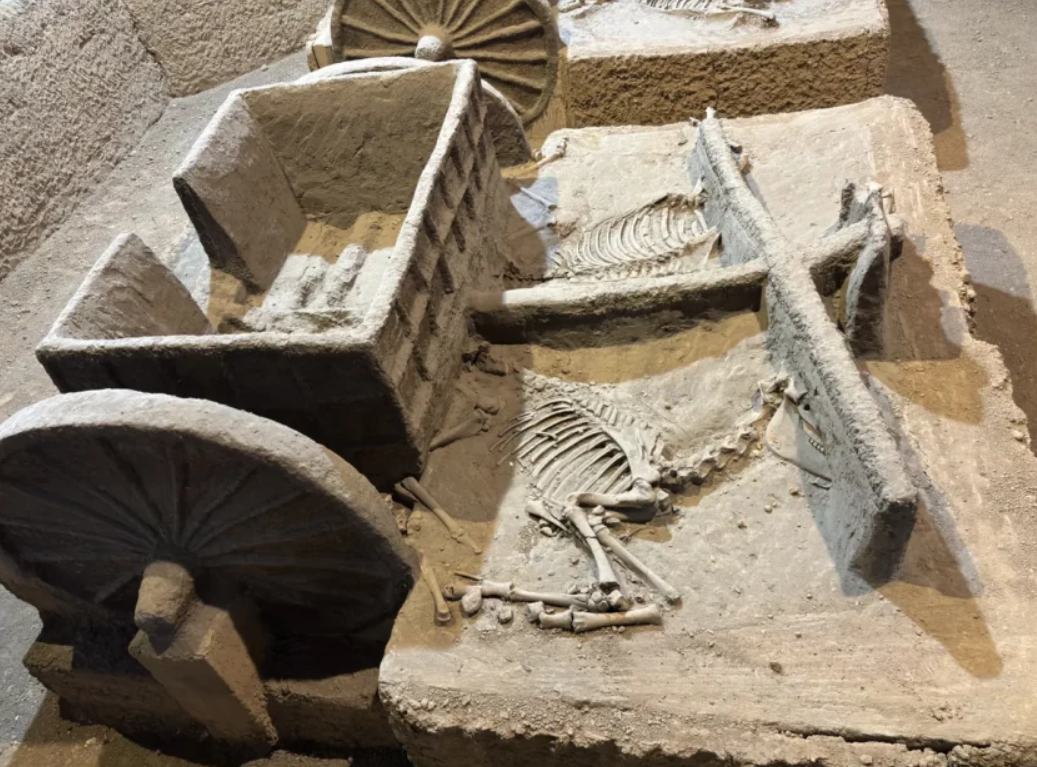 Li Zhipeng cho biết thêm, do động vật đóng nhiều vai trò khác nhau, nên việc nghiên cứu về di cốt động vật mang đến một góc nhìn độc đáo về xã hội thời nhà Thương. Ảnh: @Wang Ru/China Daily.