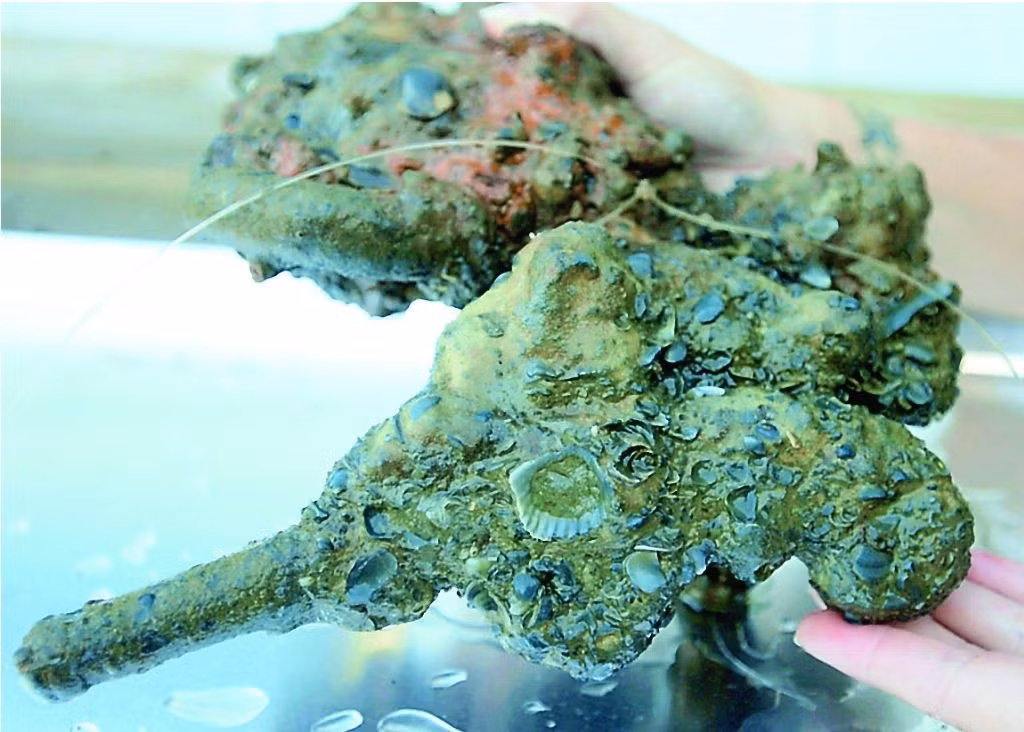 Do các hiện vật này được bao bọc bởi lớp bê tông dày cùng vỏ của các động vật biển, vì vậy, các nhà khảo cổ học cần chụp cắt lớp để tìm hiểu bên trong chúng chứa những gì, trước khi bắt đầu quá trình lâu dài loại bỏ các lớp bê tông. Ảnh: @LAMP.