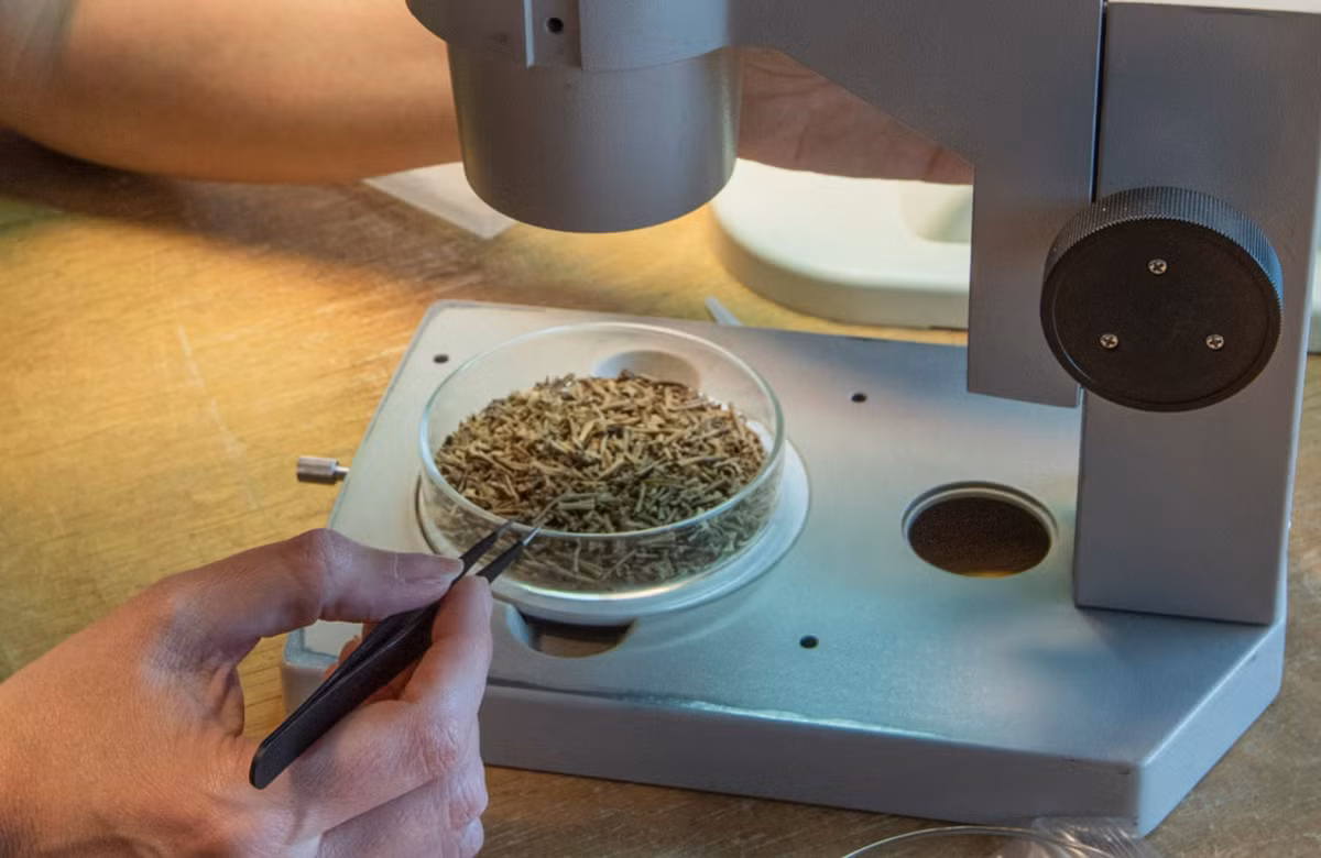 Những lời giải thích tiềm năng khác bao gồm "một thảm kịch ếch thời tiền sử". Các nhà khảo cổ học cho biết ếch thường di chuyển với số lượng lớn vào mùa xuân để tìm kiếm nguồn nước sinh sản, và chúng có thể đã rơi xuống mương và bị mắc kẹt. Ảnh: @Bảo tàng Khảo cổ học London.