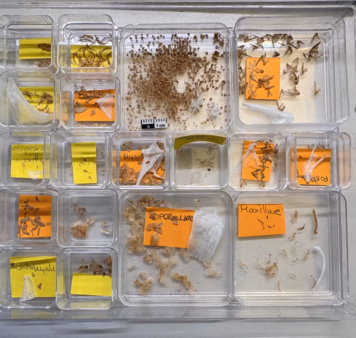 Kết quả cho thấy, phần lớp trầm tích màu trắng xám chủ yếu chứa di hài (xương, vảy, đốt sống) của cá mòi Sardina pilchardus, còn được gọi là cá mòi Đại Tây Dương hoặc cá mòi châu Âu. Ảnh: @Đại học Basel.