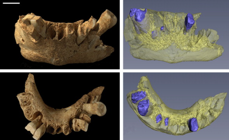 Việc tìm thấy phát hiện này thách thức các lý thuyết đã được thiết lập trước đây về thời điểm tổ tiên loài người lần đầu tiên đến Tây Âu. Ảnh: @Trung tâm Nghiên cứu Quốc gia về Tiến hóa Loài người.