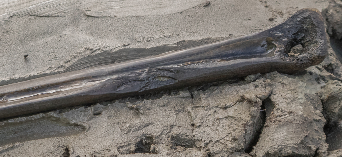 Cả hai hiện vật này có niên đại cách đây 5.000 năm trước. Ảnh: @Bảo Tàng Quốc Gia Thụy Điển.