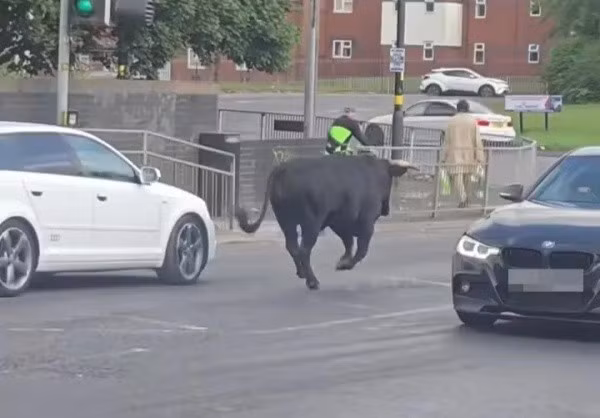 Sáng ngày 6/6, người dân thành phố Birmingham, Anh đã chứng kiến một cảnh tượng bất thường và đầy kịch tính ngay giữa trung tâm thành phố. Một con bò đực được cho là đã trốn thoát khỏi một lò mổ gần đó và đột ngột xuất hiện trên đường phố khu vực Digbeth, gây ra cảnh tượng hỗn loạn và khiến nhiều người hoảng sợ.