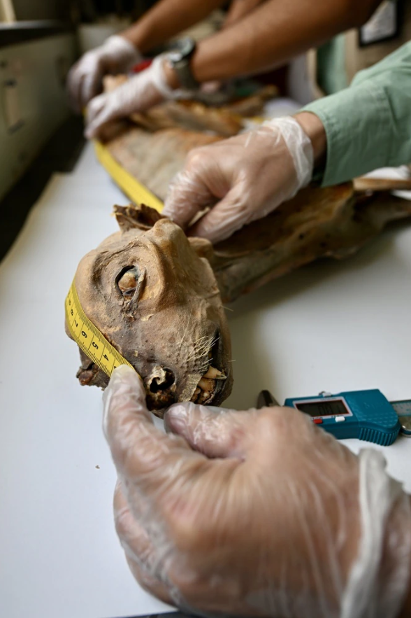 Đây là lần đầu tiên các nhà khoa học tìm thấy báo săn được ướp xác ở khu vực này. Ảnh: @Đại học Florence.