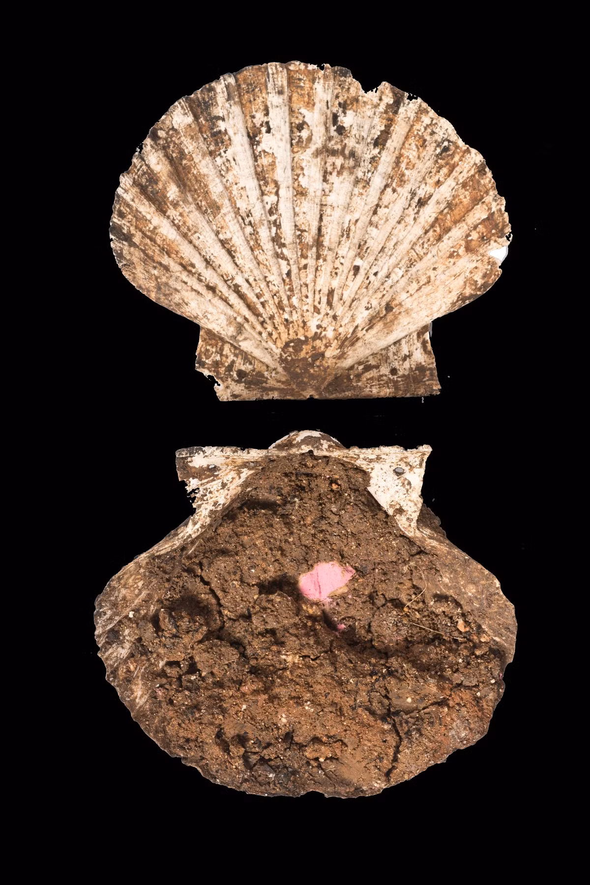 Điều kỳ lạ là bên trong chiếc vỏ sò này chứa một viên nhỏ hình chữ nhật màu hồng tươi nổi bật trên nền đất nâu. Ảnh: @Viện Di sản Văn hóa Tây Ban Nha.