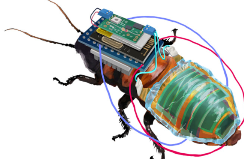 Sau khi côn trùng được gây mê bằng CO2, các chuyên gắn hệ thống mô-đun điều khiển chân không dây và pin lithium polymer dưới dạng như một chiếc ba lô thu nhỏ vào phần ngực trên của con vật. Ảnh: @Hirotaka Sato.