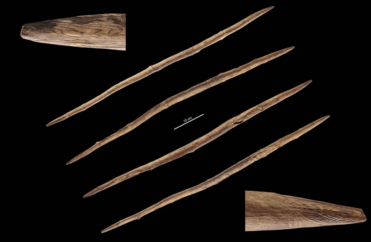 Việc tìm thấy các công cụ bằng gỗ liên quan đến người Neanderthal rất hiếm vì vật liệu hữu cơ phân hủy rất nhanh. Bằng chứng về công nghệ chế tác gỗ chỉ có thể được tìm thấy trong những môi trường rất đặc biệt, chẳng hạn như trầm tích ngập nước ở Aranbaltza. Ảnh: @Bảo tàng Quốc gia Tây Ban Nha.