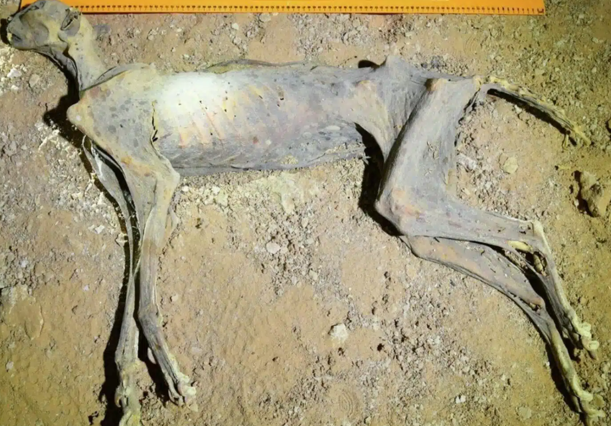 Những bộ hài cốt ướp xác này có niên đại hơn 1.800 năm tuổi. Ảnh: @Đại học Florence.