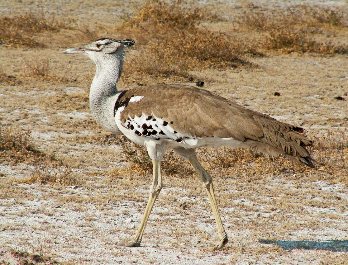 Đó chính là loài chim ô tác kori (tên khoa học chính thức là Ardeotis kori). Ảnh: @Wikipedia.
