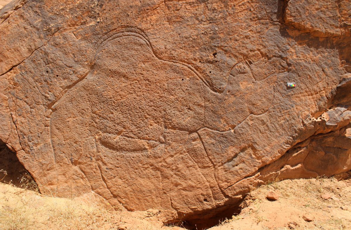 Cụ thể, các nhà khảo cổ đã ghi nhận 18 bức chạm khắc kích thước thật về lạc đà, dê núi, linh dương gazelle, ngựa hoang và bò rừng châu Âu. Ảnh: @Viện Địa nhân học Max Planck.