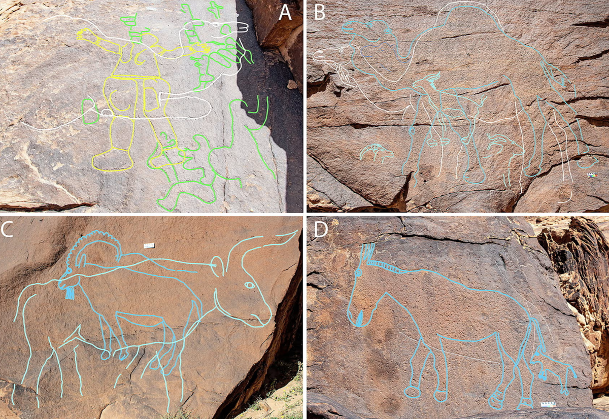 Một số hình chạm khắc động vật cao hơn 1,8 mét, được khắc trên các tảng đá sa thạch và mỏm đá ở sa mạc Nefud. Ảnh: @Viện Địa nhân học Max Planck.