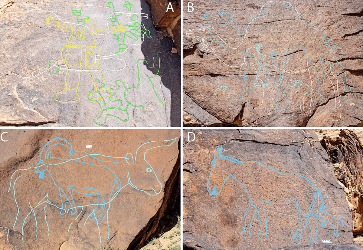 Một số hình chạm khắc động vật cao hơn 1,8 mét, được khắc trên các tảng đá sa thạch và mỏm đá ở sa mạc Nefud. Ảnh: @Viện Địa nhân học Max Planck.