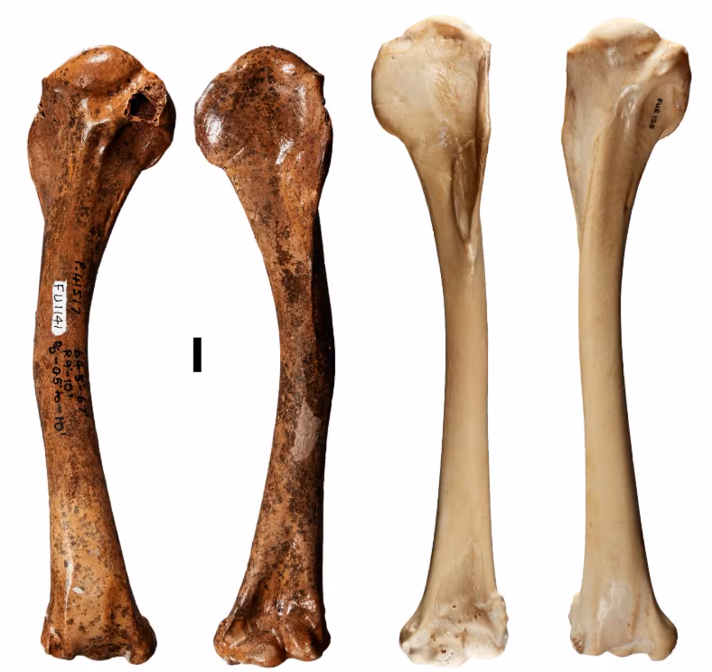 Dynatoaetus pachyosteus có xương cánh ngắn, chắc và xương chân rất lớn và khỏe. Ảnh: @Đại học Flinders.