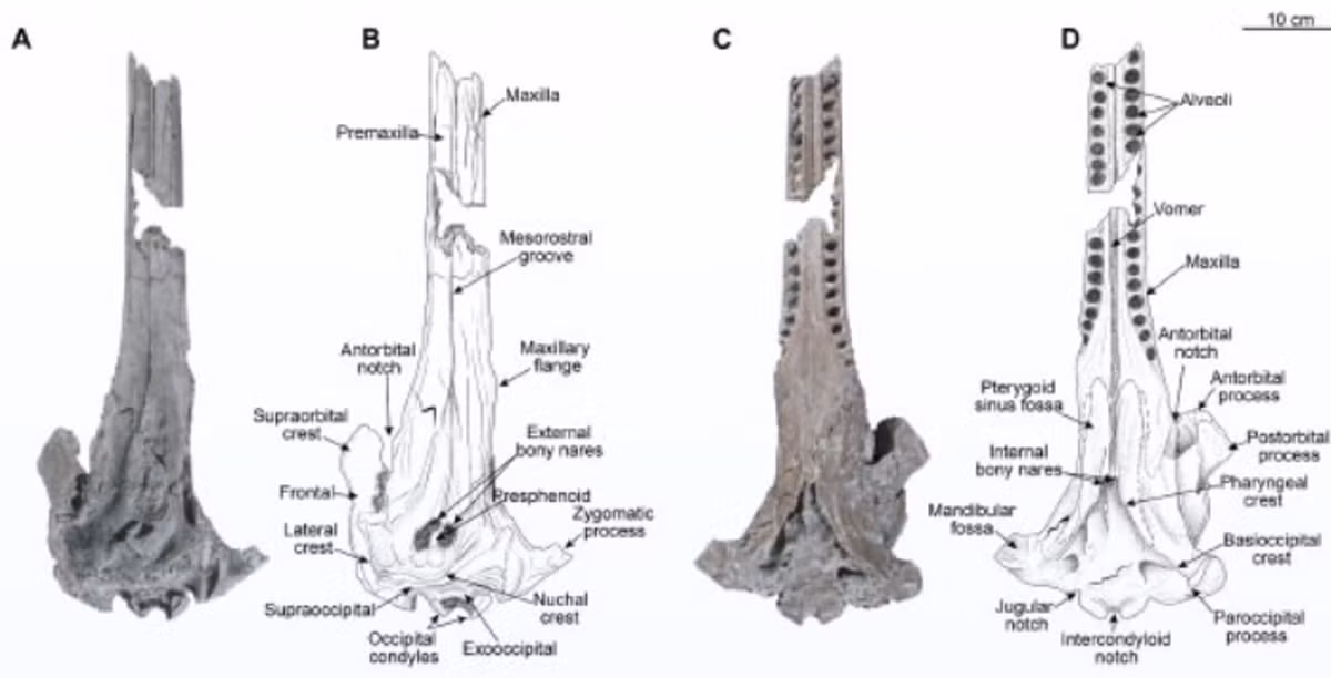 Nhóm chuyên gia cho rằng, cá heo cổ đại di chuyển trong vùng nước bùn của Amazon, bằng cách sử dụng các múi trán nhỏ với khả năng định vị bằng tiếng vang, hay còn gọi là sóng siêu âm sinh học. Khi nhìn kỹ vào hộp sọ hóa thạch, chúng có mõm dài, răng lớn và phần trán phát triển cực tốt. Đặc điểm này cho thấy loài cá heo cổ đại đã thích nghi hoàn toàn với cuộc sống ở nước ngọt. Ảnh: @Aldo Benites-Palomino.