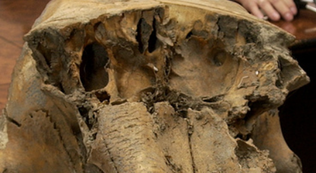 Sergey Lev, trưởng nhóm khảo cổ học tại Viện Khảo cổ học thuộc Viện Hàn lâm Khoa học Nga cho biết, họ đã tìm thấy các vật thể bằng thạch anh và công cụ chế tạo vũ khí được giấu bên trong hộp sọ voi ma mút này. Ảnh: @Viện Hàn lâm Khoa học Nga.