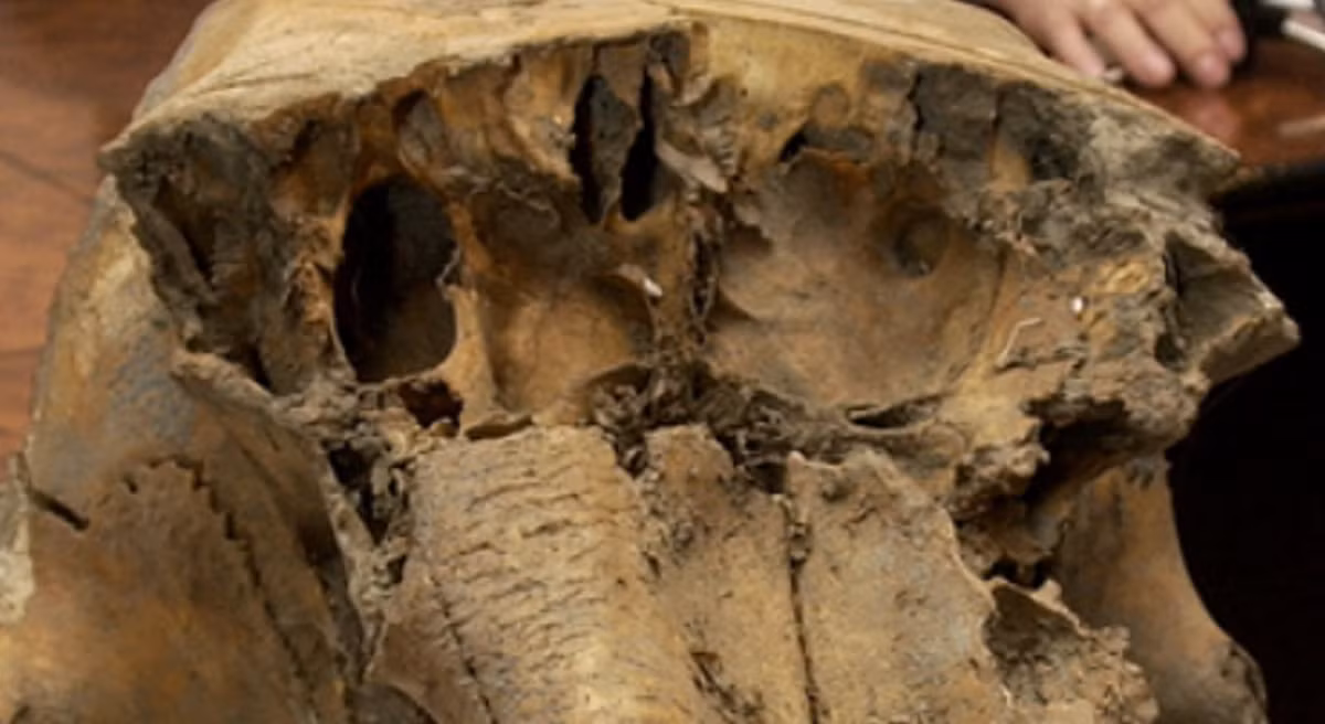 Sergey Lev, trưởng nhóm khảo cổ học tại Viện Khảo cổ học thuộc Viện Hàn lâm Khoa học Nga cho biết, họ đã tìm thấy các vật thể bằng thạch anh và công cụ chế tạo vũ khí được giấu bên trong hộp sọ voi ma mút này. Ảnh: @Viện Hàn lâm Khoa học Nga.