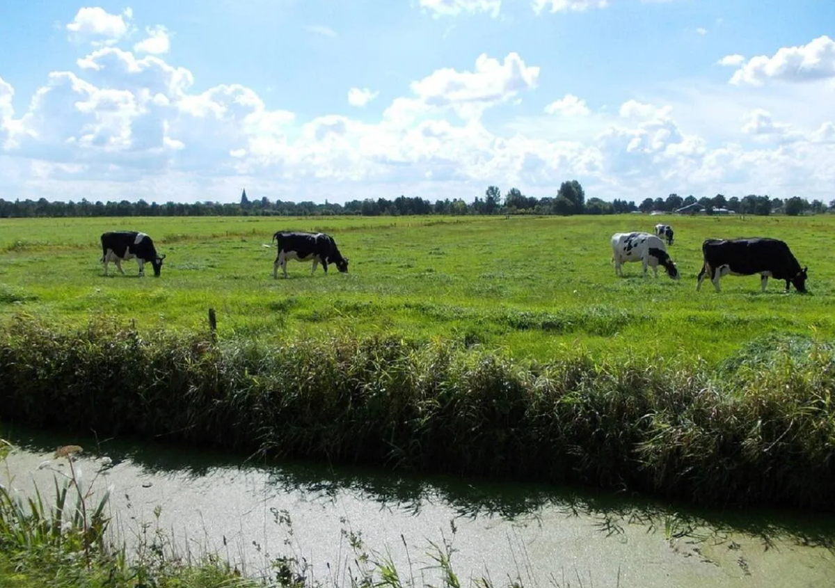 Tại ngôi làng nhỏ Bartosze, Ba Lan, con trai của một người nông dân địa phương đang dọn dẹp đồng cỏ và cố gắng tạo điều kiện thuận lợi hơn cho đàn gia súc tiếp cận nguồn nước thì tình cờ phát hiện ra một báu vật cổ xưa, bị vỡ làm đôi. Ảnh: @Văn phòng Bảo vệ Di tích Tỉnh Elk.