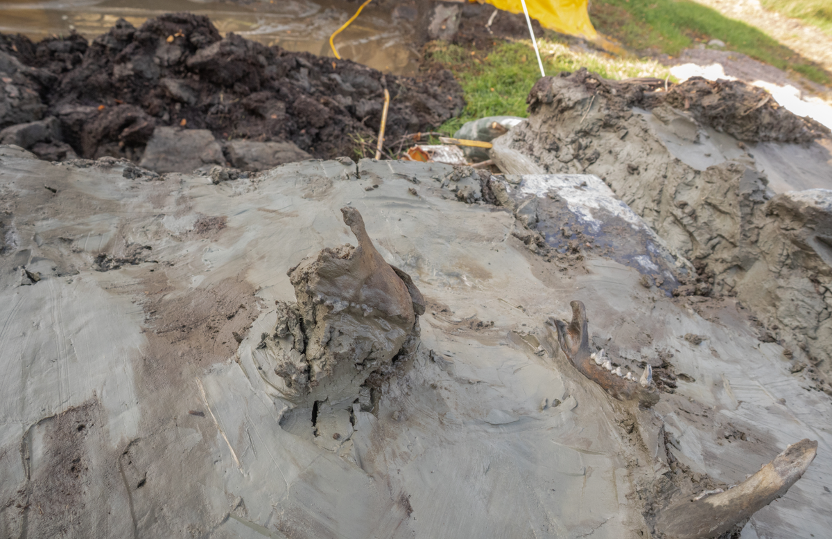 Bộ hài cốt con chó này trông khá hoàn chỉnh, nguyên vẹn. Ảnh: @Bảo Tàng Quốc Gia Thụy Điển.