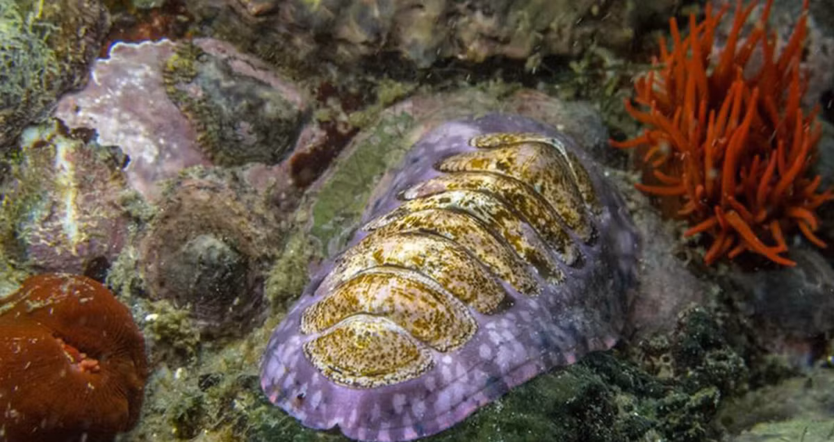 Kết quả cho thấy, mỗi con mắt ocelli chứa protein, và nó được tạo thành từ một loại khoáng chất gọi là aragonit. Ảnh: @Irish Star.