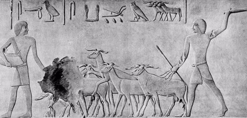 Hoặc có thể người mất là người từng chăn nuôi những đàn cừu, hoặc dê, cách chôn cất này như thể dành tưởng niệm sự nghiệp người đã khuất. Ảnh: @Viện Nghiên cứu Di sản Văn hóa và Du lịch Iran.