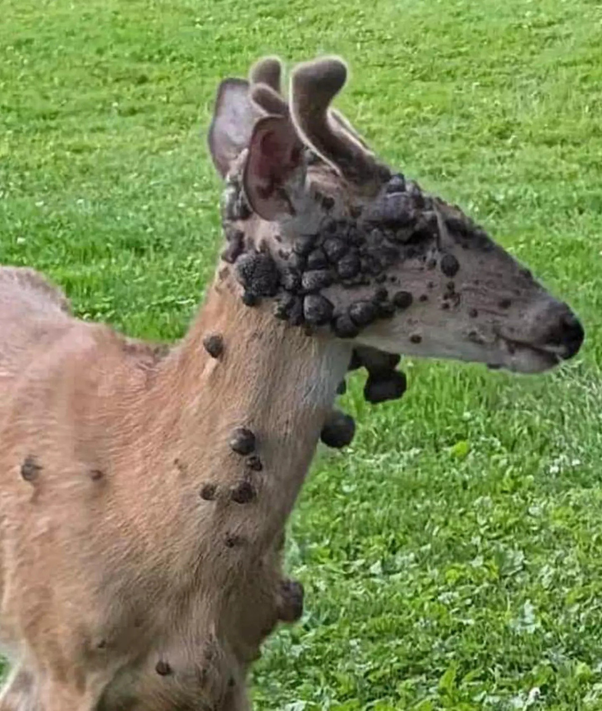 Trên các diễn đàn trực tuyến, những bức ảnh đáng lo ngại liên tục được chia sẻ. Một người dùng Reddit đã đăng tải hình ảnh một con hươu lởm chởm những khối u ở sân sau nhà mình, kèm theo dòng trạng thái đầy bối rối: "Không chắc nó bị làm sao, cũng không biết phải giúp thế nào". Một người khác thì chụp lại cảnh một con hươu với những khối u tương tự mọc cả trên mặt và ngực, thắc mắc về căn bệnh kỳ lạ đang tấn công loài vật này.