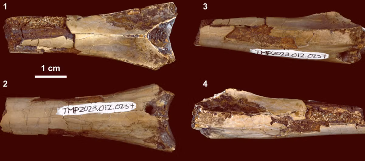 Dựa trên kích thước và hình dạng của vết răng, và so sánh với các loài động vật hiện đại, các tác giả cho rằng, một con cá sấu đã cắn vào cổ khủng long bay này, nhưng họ không thể xác định liệu đây là vết tích từ hành vi săn mồi chủ động của cá sấu, hay cá sấu chỉ ăn xác thối của con khủng long bay này đã chết trước đó. Ảnh: @Bảo tàng Cổ sinh vật học Hoàng gia Tyrrell.