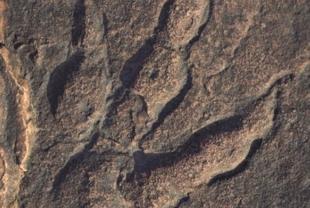 Các trầm tích hóa thạch này cung cấp một bức tranh sống động về sự đa dạng sinh vật biển từng tồn tại trong các môi trường sinh thái tiền sử này. Ảnh: @Owain Evans.